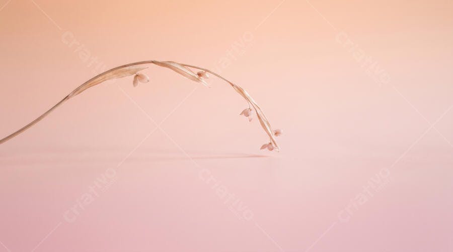 Foto Galho Seco Fundo Rosa Degradê Minimalista