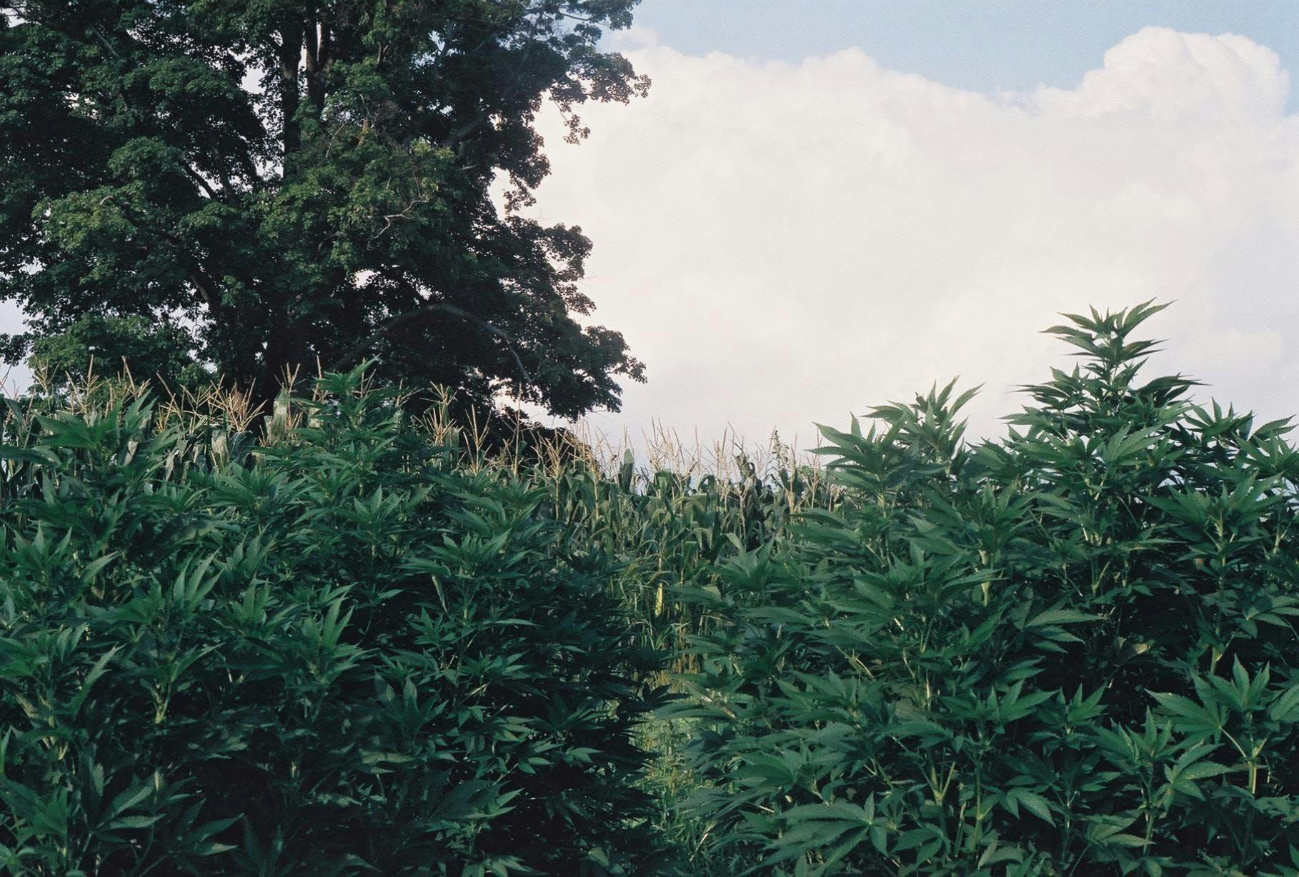 Hudson Hemp Treaty BudsFeed