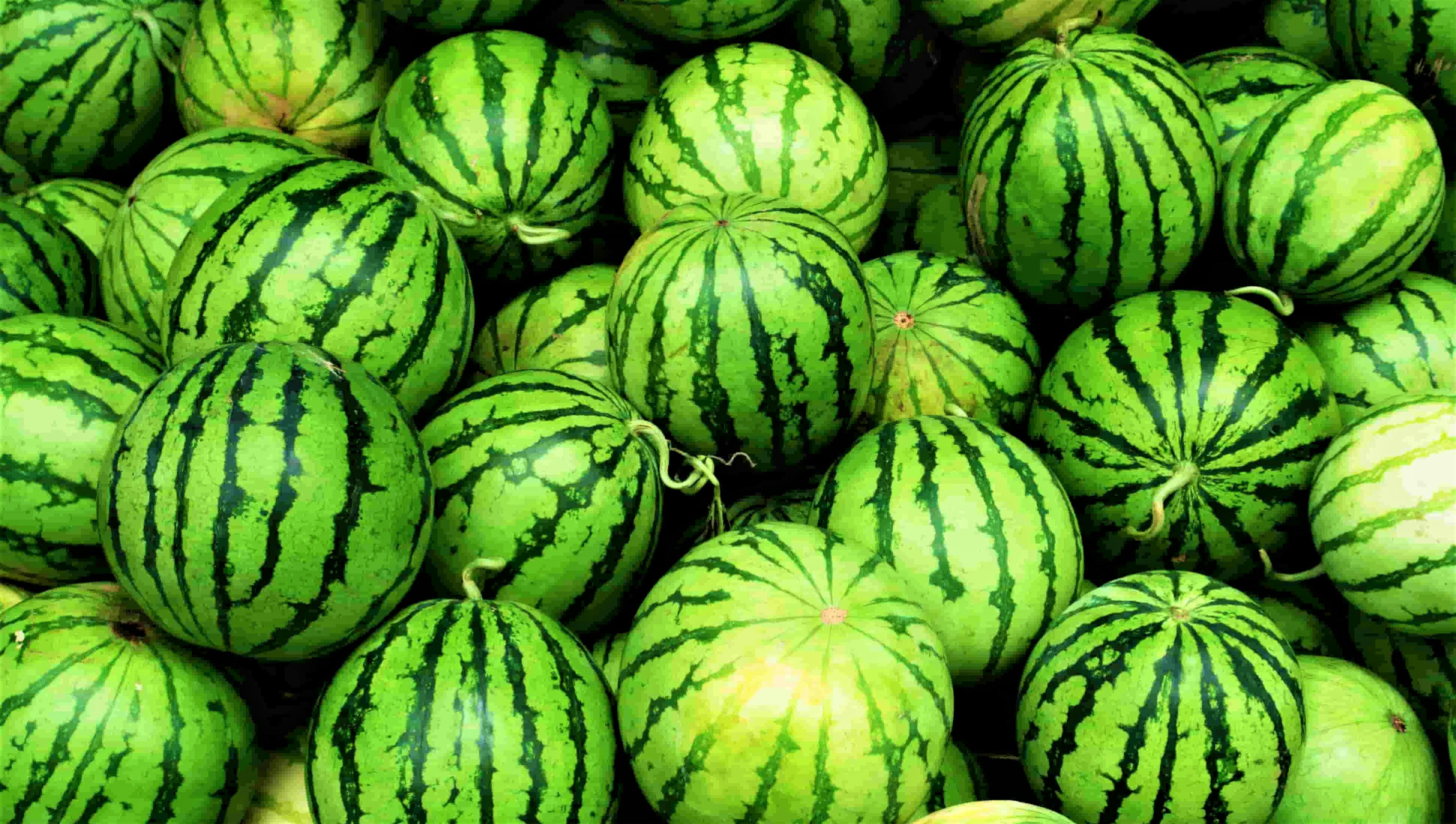 Ultimate guides to start Watermelon Farm in Africa Business plan, PDF