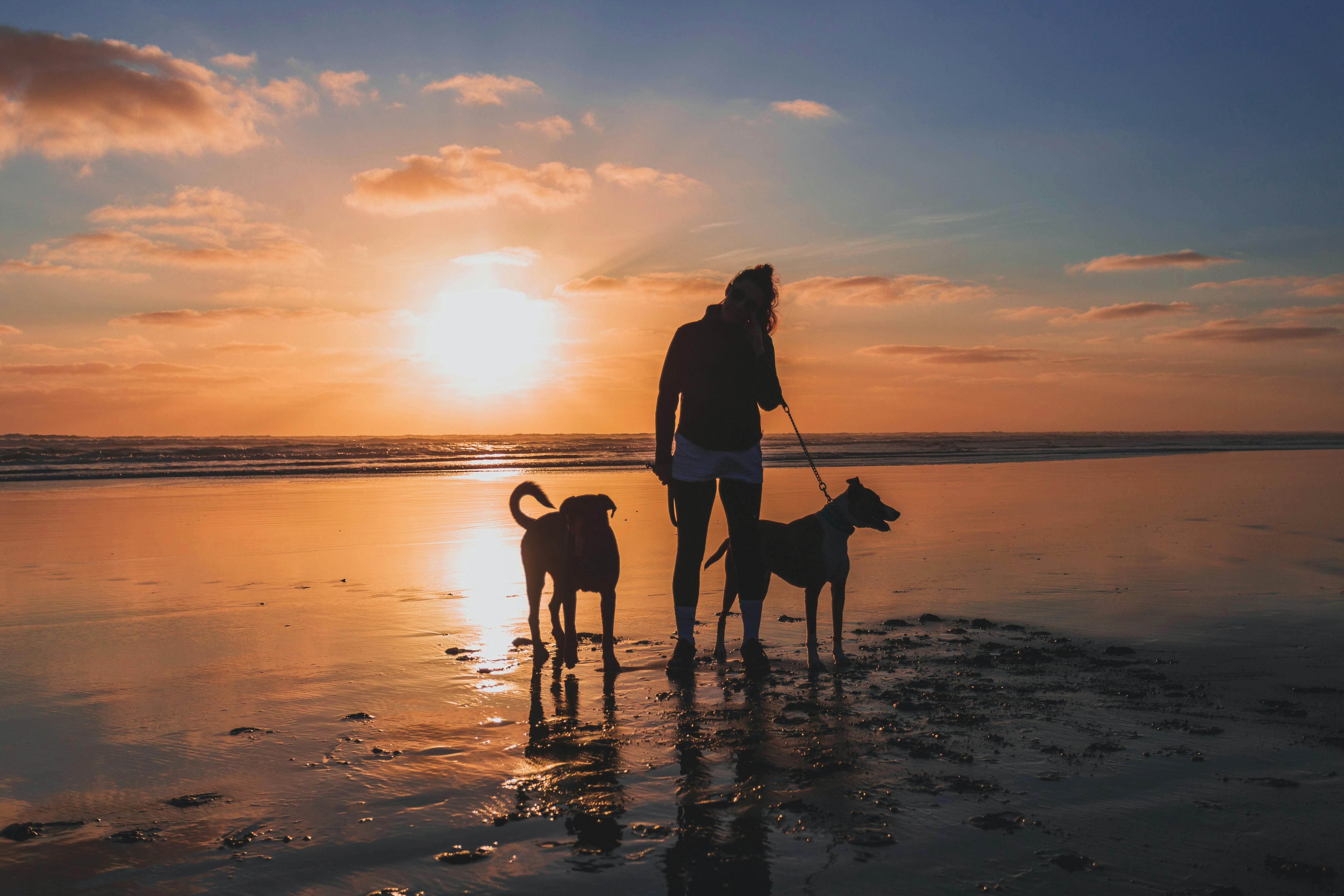 Dog Friendly Campgrounds in Auckland Tentopia