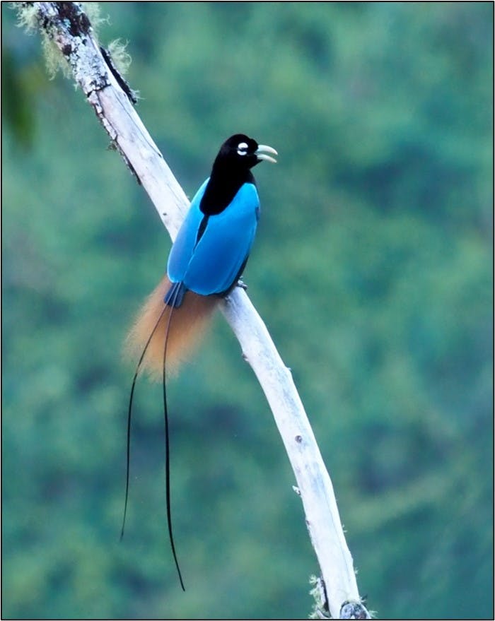 Blue Bird-of-paradise