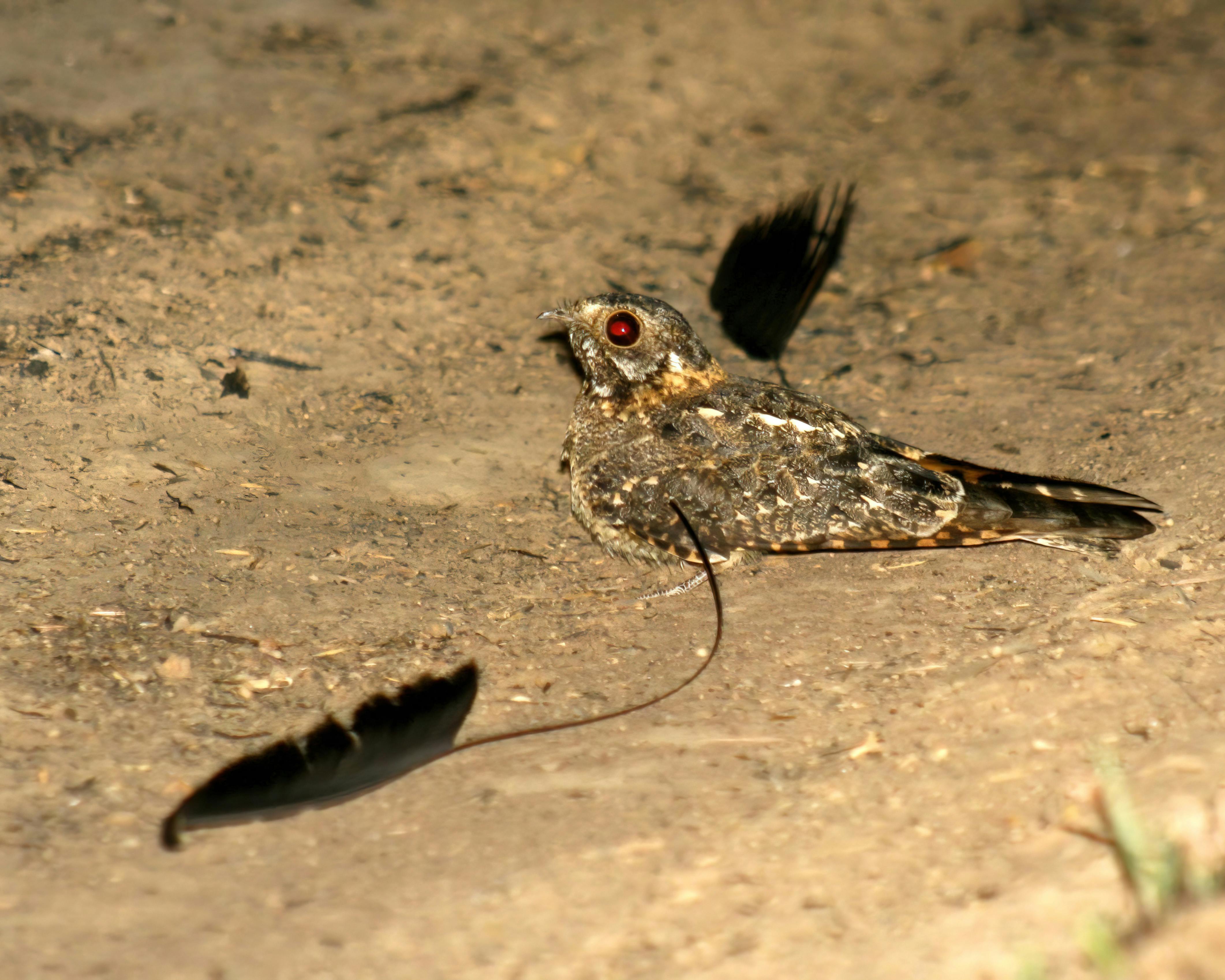 standard-winged-nightjar