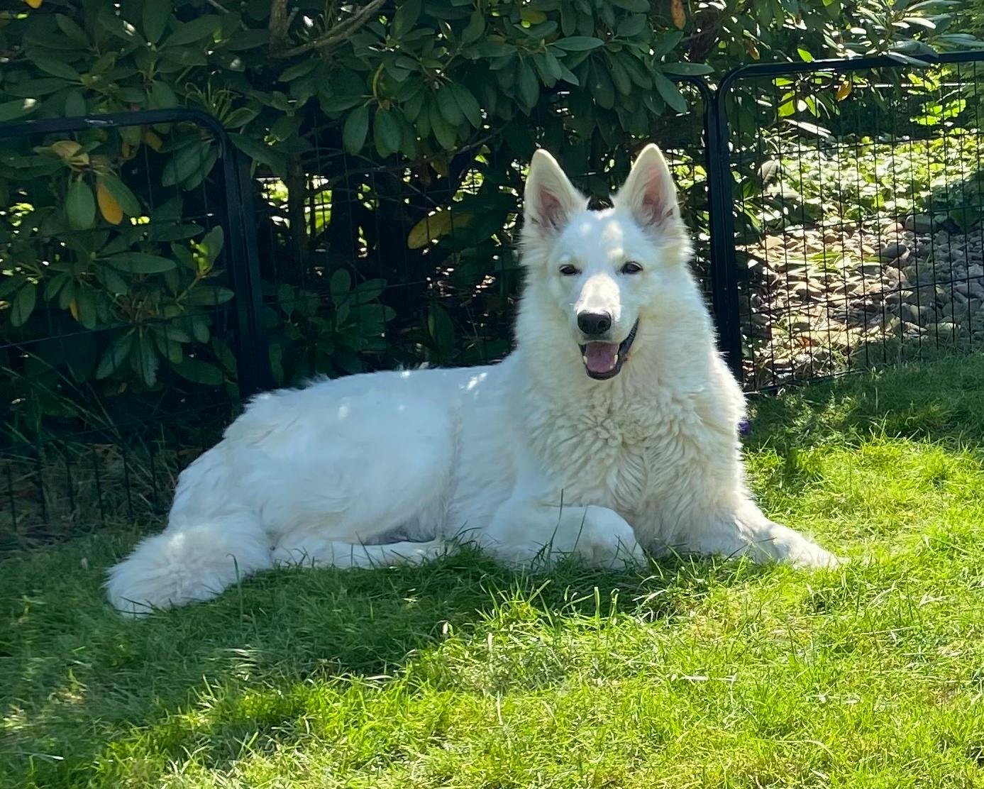 Züchter Weißer Schweizer Schäferhund Öst – NLKTMU