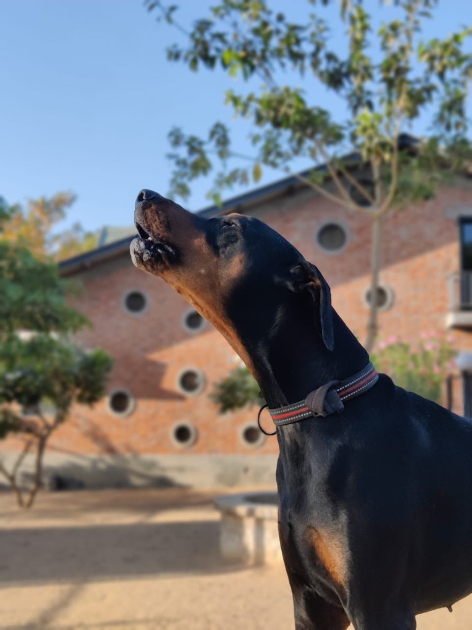 Scooby’s The Dog Resort Dog Boarding Reviews by thePack Experts